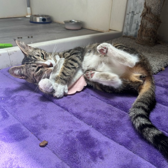 Ollie 🩵 - Picture 4 of 5